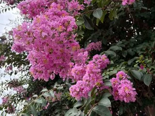 ladyred1ove Profile Image